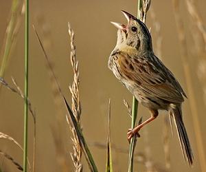 Biofuel Grasslands Better For Birds Than Ethanol Staple Corn