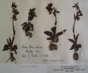 Ecologists Find New Clues On Climate Change In 150-Year-Old Pressed Plants