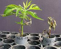 US study finds rise in human glyphosate levels