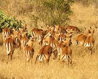 Pressures from grazers hastens ecosystem collapse from drought