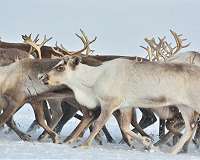 Norway court orders slaughter of reindeer
