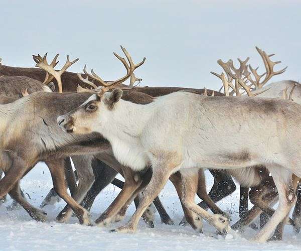 Earth, wind and reindeer: Lapland herders see red over turbines