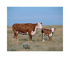 Lameness - A Common And Painful Disease In Calves