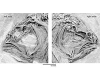 Flatfish Fossils Fill In Evolutionary Missing Link