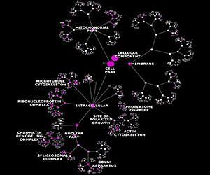 Toward a new model of the cell