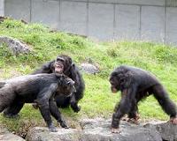 Nature of war: Chimpanzees inherently violent
