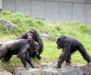 Researchers discover why humans began walking upright