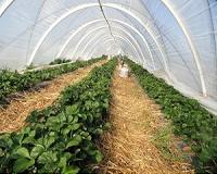 Economics of high tunnels examined in southwestern United States
