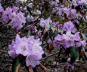 A Gardening Gift May Hold Key To Biodiversity
