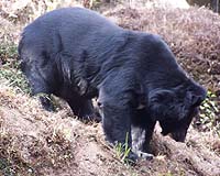 Bears get satellite collars in Indian Kashmir: officials
