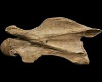 Researchers discover clues on how giraffe neck evolved