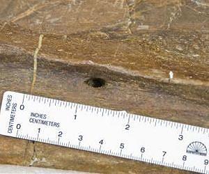 Holes in fossil bones reveal dinosaur activity