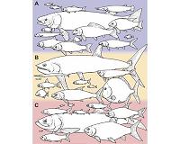 Today's most successful fish weren't always evolutionary standouts