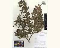 A bucketful of new Eugenia plant species from Madagascar