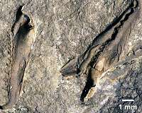 400 million year old gigantic extinct monster worm discovered in Canadian museum