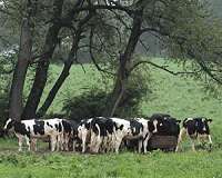 Story of how meat was raised can alter tasting experience