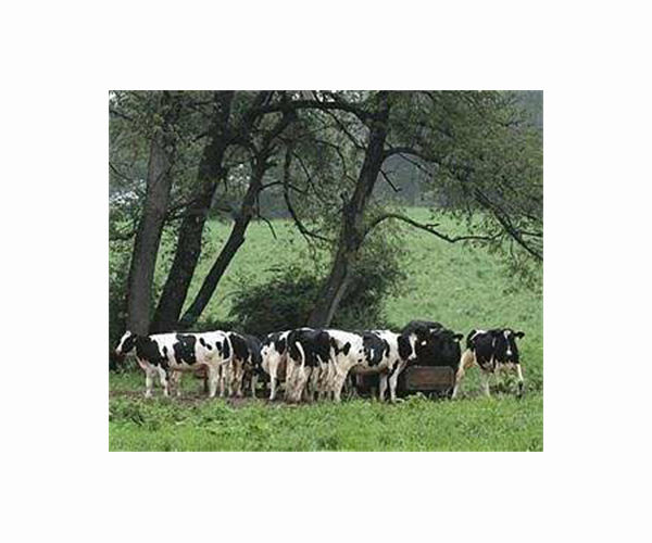 Electric cars, fewer cows in New Zealand's climate change plan