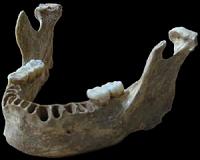 An early European had a close Neandertal ancestor