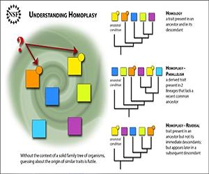 Homoplasy: A Good Thread To Pull To Understand The Evolutionary Ball Of Yarn