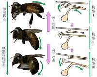 Chinese scientists developing bee-inspired aerospace vehicle