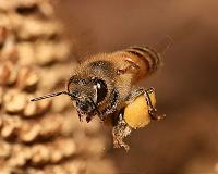 Almond-crop fungicides are harmful to honey bees
