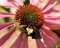 Managed bees spread and intensify diseases in wild bees