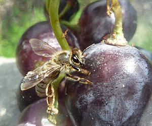 Bees decrease food intake, live longer when given compound found in red wine