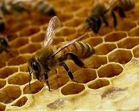 'Neonic' insecticides bad news for bees: study