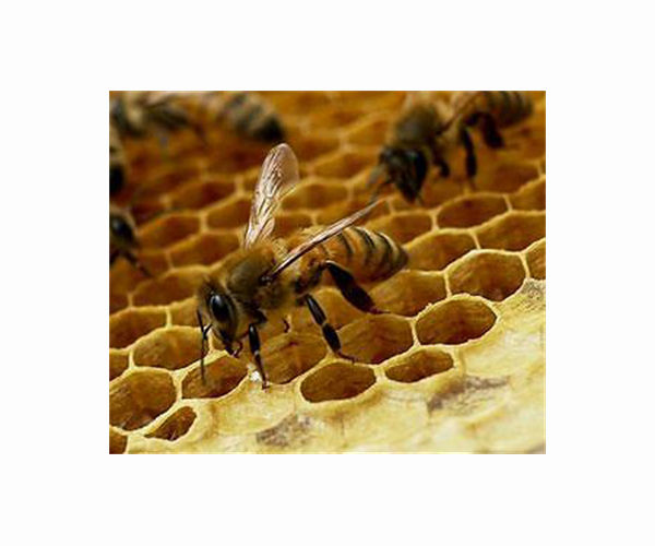 Weather changes influence prevalence of bacterial diseases in bee colonies