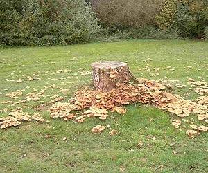 DNA Technique Aids Crops And Trees At Risk From Deadly Honey Fungus