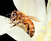 Pesticide Build-Up Could Lead To Poor Honey Bee Health