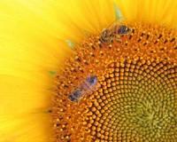 Can stress management help save honeybees?