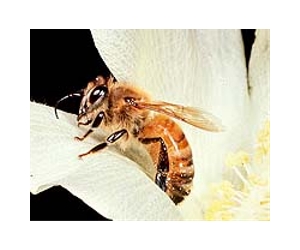 Honeybee deaths linked to seed insecticide exposure