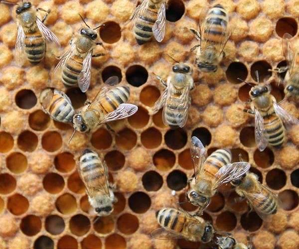 California's honey bees await the famous sunshine