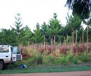 Reforestation Projects Capture More Carbon Than Industrial Plantations