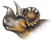 New horned dinosaur reveals evolution of nose horn in Triceratops family