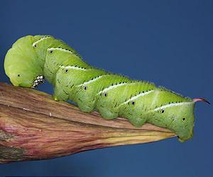 Modern caterpillars feed at higher temperatures in response to climate change
