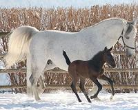 Scientists recover liquid blood from 42,000-year-old foal