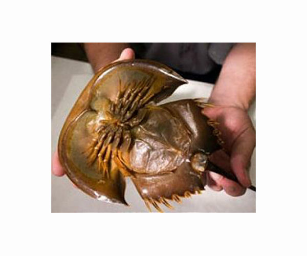 Horseshoe crabs: 'Living fossils' vital for vaccine safety