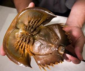 Climate Change Affects Horseshoe Crab Numbers