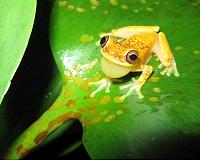 Frogs that can take the heat expected to fare better in a changing world