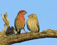 Climate change bad news for most birds: study