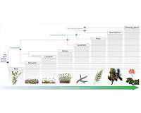 How plants learned to save water