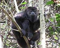 Mammals that hang, swing exhibit greater differences in vertebrae numbers