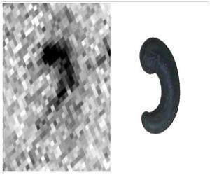 Lensing in the Peculiar Magatama Galaxy