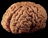 Up-close and personal with neuronal networks