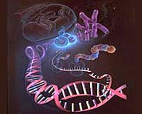 New Findings Challenge Established Views About Human Genome