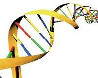 Predicting the human genome using evolution