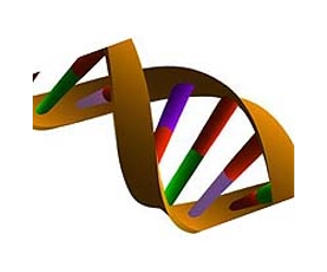 Complete Neanderthal Genome Sequenced