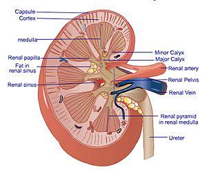 Winding back the clock with kidney stem cells